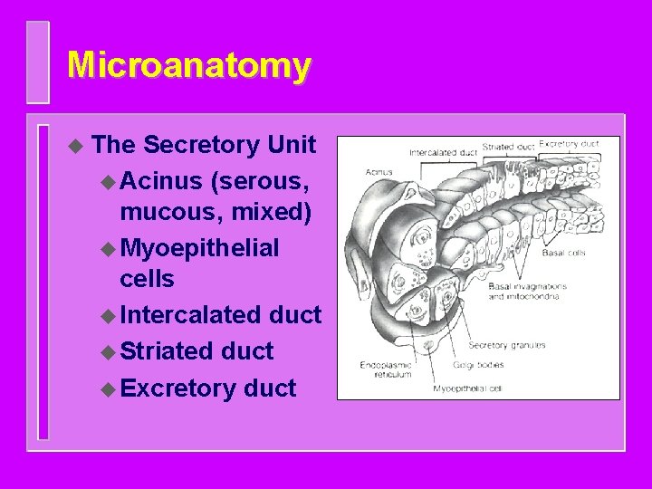 Microanatomy u The Secretory Unit u Acinus (serous, mucous, mixed) u Myoepithelial cells u