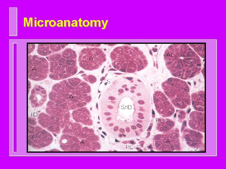 Microanatomy 