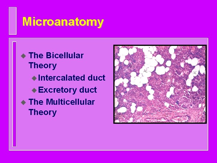 Microanatomy u The Bicellular Theory u Intercalated duct u Excretory duct u The Multicellular