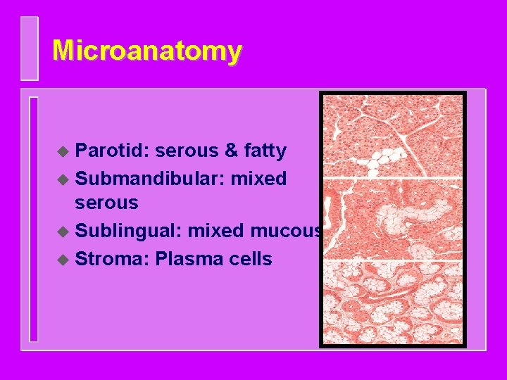 Microanatomy u Parotid: serous & fatty u Submandibular: mixed serous u Sublingual: mixed mucous