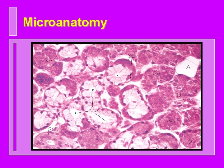 Microanatomy 