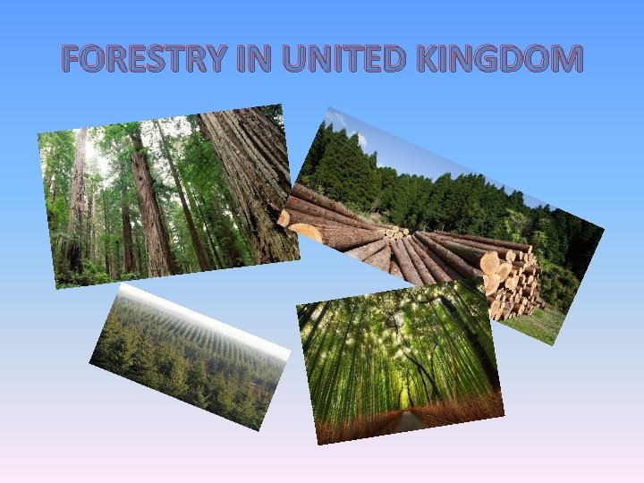FORESTRY IN UNITED KINGDOM 
