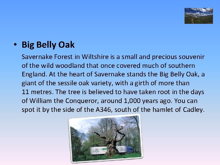  • Big Belly Oak Savernake Forest in Wiltshire is a small and precious