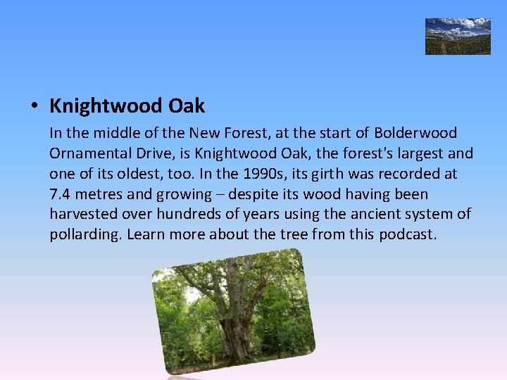  • Knightwood Oak In the middle of the New Forest, at the start
