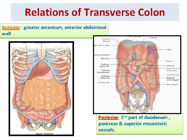 Relations of Transverse Colon Anterior: greater omentum, anterior abdominal wall Posterior: 2 nd part
