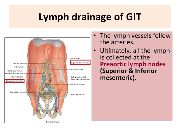 Lymph drainage of GIT • The lymph vessels follow the arteries. • Ultimately, all