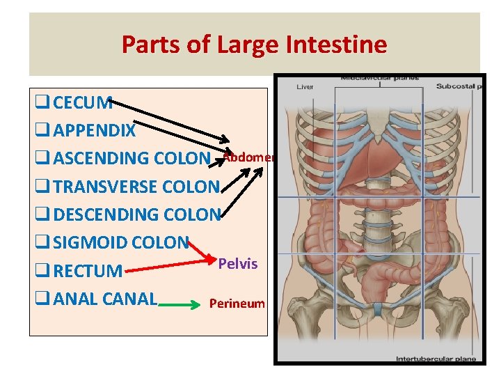 Parts of Large Intestine q CECUM q APPENDIX q ASCENDING COLON Abdomen q TRANSVERSE