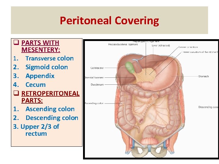 Peritoneal Covering q PARTS WITH MESENTERY: 1. Transverse colon 2. Sigmoid colon 3. Appendix