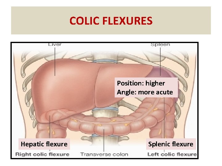 COLIC FLEXURES Position: higher Angle: more acute Hepatic flexure Splenic flexure 