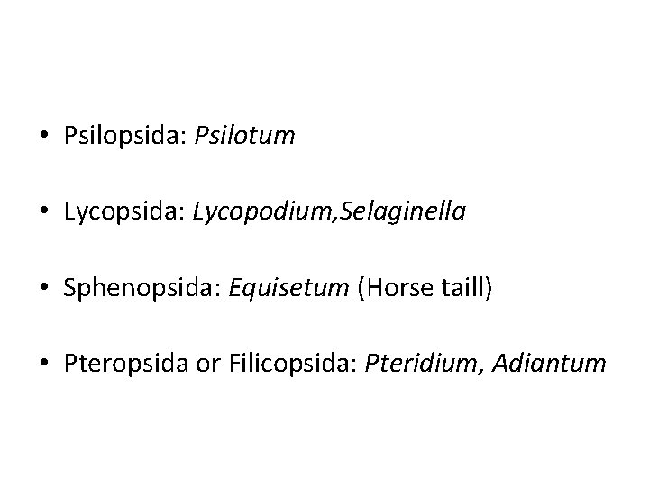  • Psilopsida: Psilotum • Lycopsida: Lycopodium, Selaginella • Sphenopsida: Equisetum (Horse taill) •