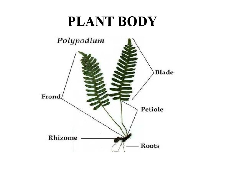 PLANT BODY 