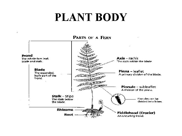 PLANT BODY 