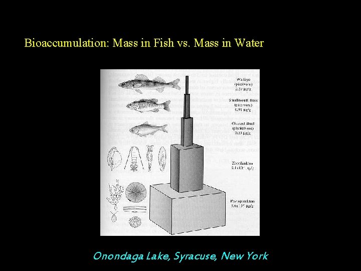 Bioaccumulation: Mass in Fish vs. Mass in Water Onondaga Lake, Syracuse, New York 