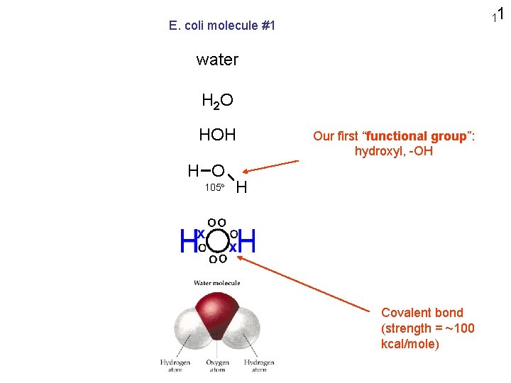 11 E. coli molecule #1 water H 2 O HOH H O 105 o