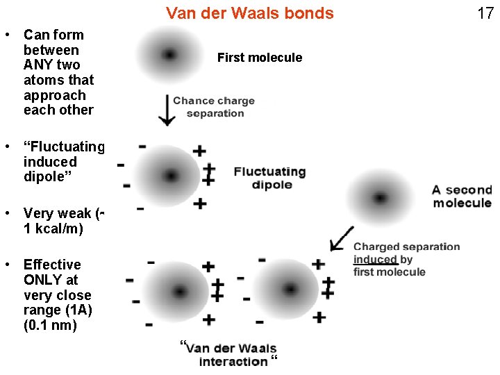 Van der Waals bonds • Can form between ANY two atoms that approach each