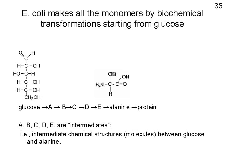 E. coli makes all the monomers by biochemical transformations starting from glucose →A →