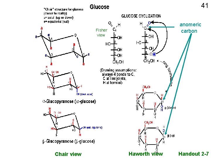 41 anomeric carbon Fisher view Chair view Haworth view Handout 2 -7 