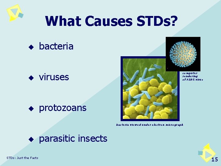 What Causes STDs? u bacteria u viruses u protozoans computer rendering of AIDS virus