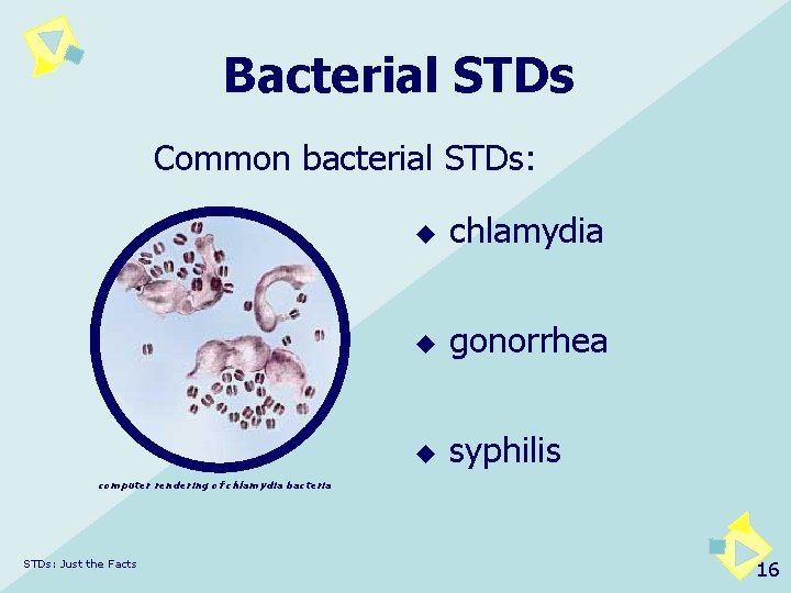 Bacterial STDs Common bacterial STDs: u chlamydia u gonorrhea u syphilis computer rendering of