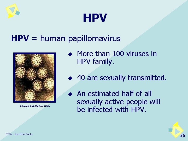 HPV = human papillomavirus u u u human papilloma virus STDs: Just the Facts