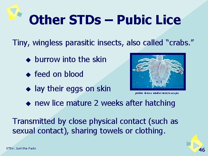 Other STDs – Pubic Lice Tiny, wingless parasitic insects, also called “crabs. ” u