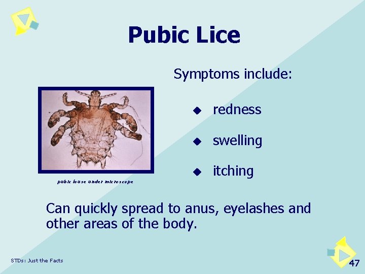 Pubic Lice Symptoms include: pubic louse under microscope u redness u swelling u itching
