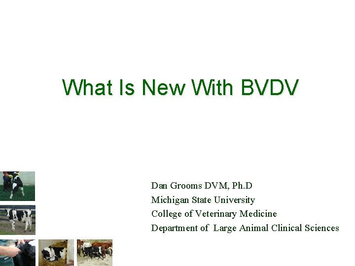 What Is New With BVDV Dan Grooms DVM, Ph. D Michigan State University College