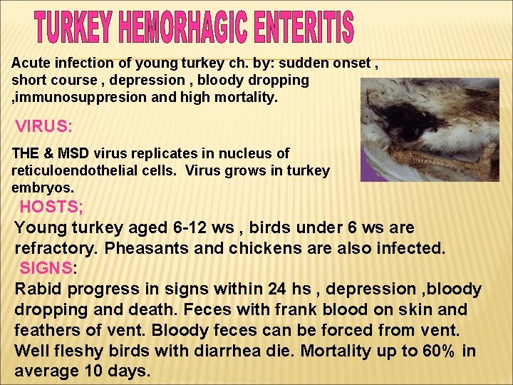 Acute infection of young turkey ch. by: sudden onset , short course , depression