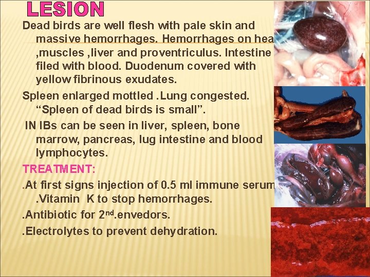 Dead birds are well flesh with pale skin and massive hemorrhages. Hemorrhages on heart