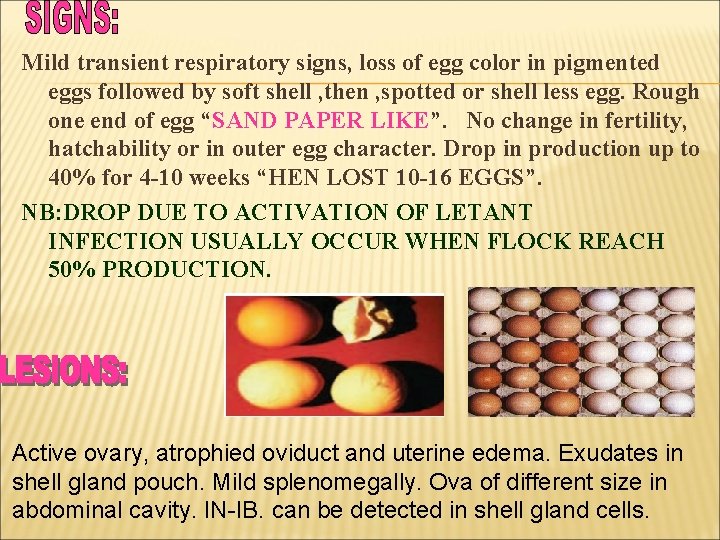 Mild transient respiratory signs, loss of egg color in pigmented eggs followed by soft