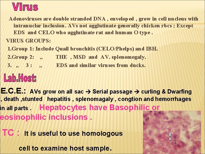 Adenoviruses are double stranded DNA , enveloped , grow in cell nucleus with intranuclar