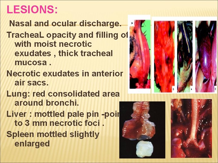 LESIONS: Nasal and ocular discharge. Trachea. L opacity and filling of with moist necrotic