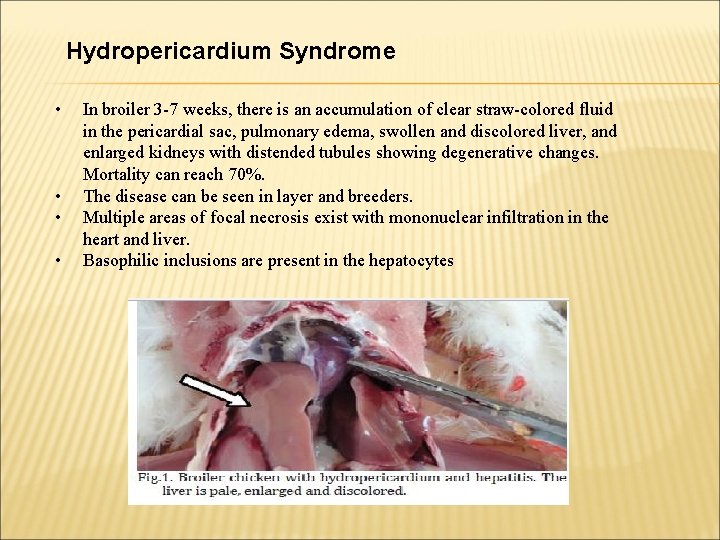 Hydropericardium Syndrome • • In broiler 3 -7 weeks, there is an accumulation of