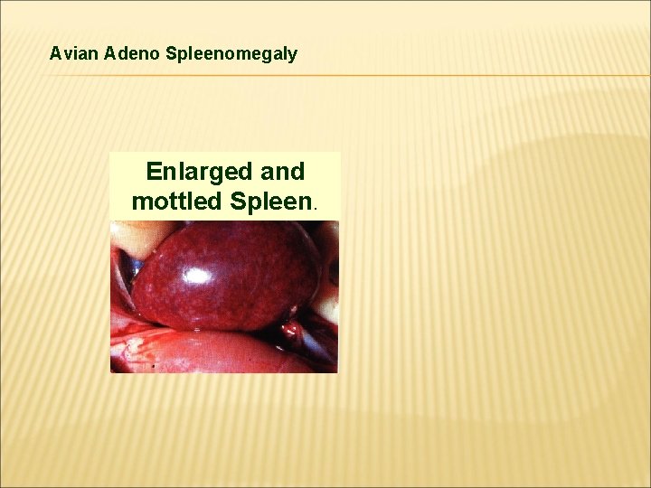 Avian Adeno Spleenomegaly Enlarged and mottled Spleen. 