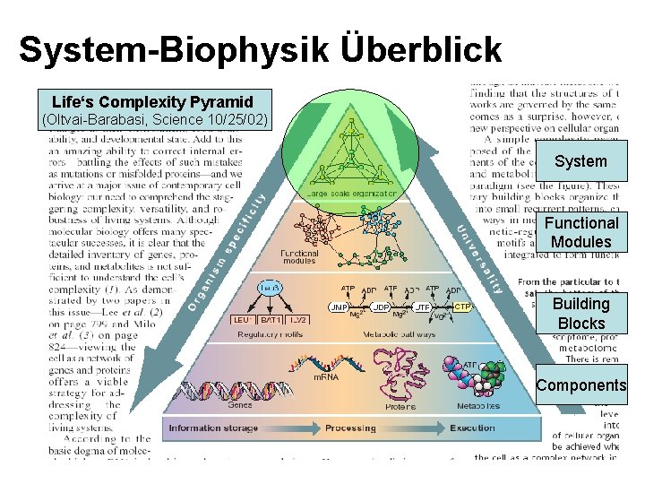 System-Biophysik Überblick Life‘s Complexity Pyramid (Oltvai-Barabasi, Science 10/25/02) System Functional Modules Building Blocks Components