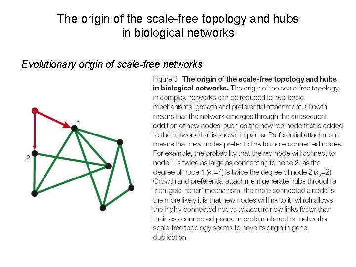 The origin of the scale-free topology and hubs in biological networks Evolutionary origin of