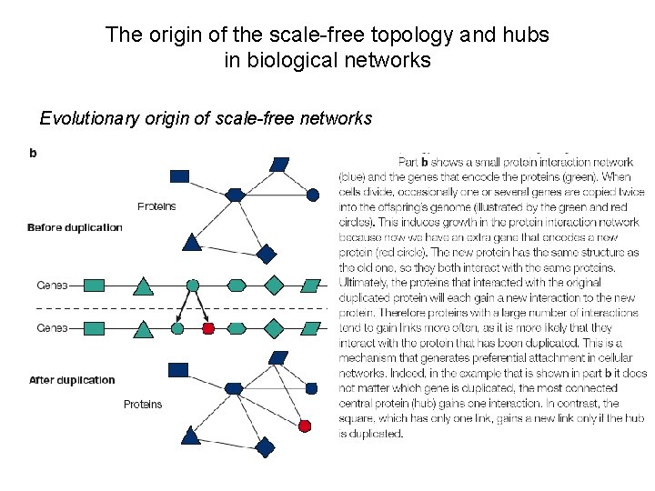 The origin of the scale-free topology and hubs in biological networks Evolutionary origin of