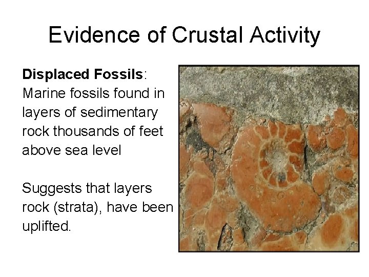 Evidence of Crustal Activity Displaced Fossils: Marine fossils found in layers of sedimentary rock