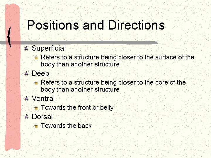 Positions and Directions Superficial Refers to a structure being closer to the surface of