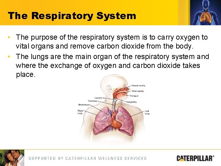 The Respiratory System • The purpose of the respiratory system is to carry oxygen