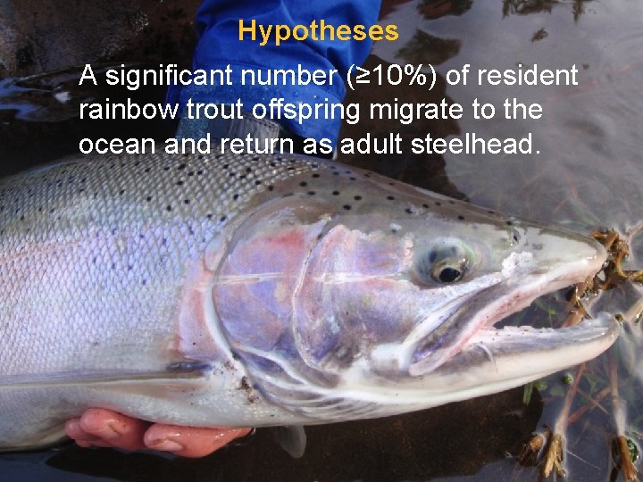 Hypotheses A significant number (≥ 10%) of resident rainbow trout offspring migrate to the