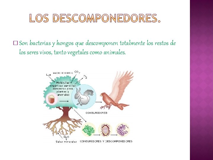 � Son bacterias y hongos que descomponen totalmente los restos de los seres vivos,