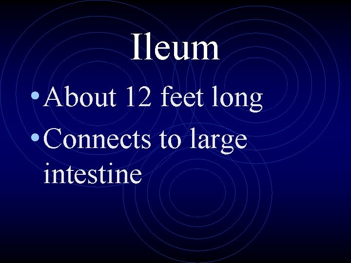 Ileum • About 12 feet long • Connects to large intestine 