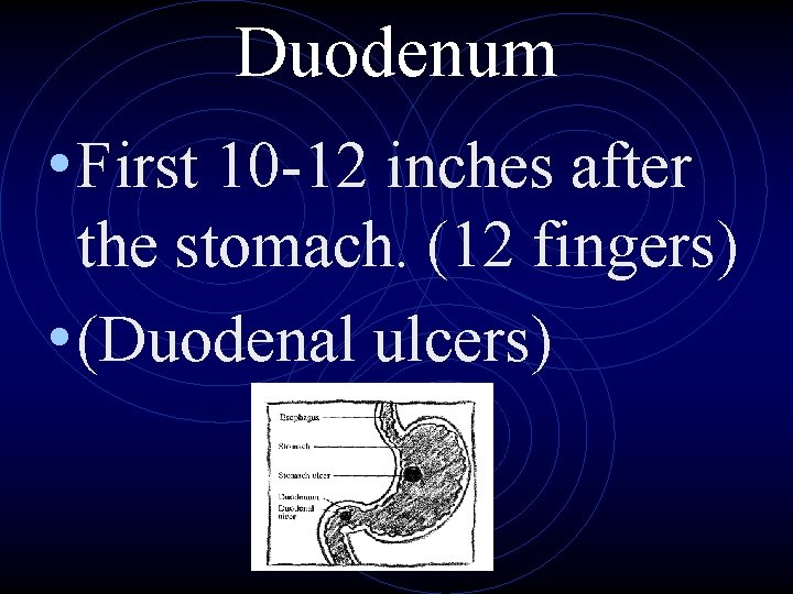 Duodenum • First 10 -12 inches after the stomach. (12 fingers) • (Duodenal ulcers)