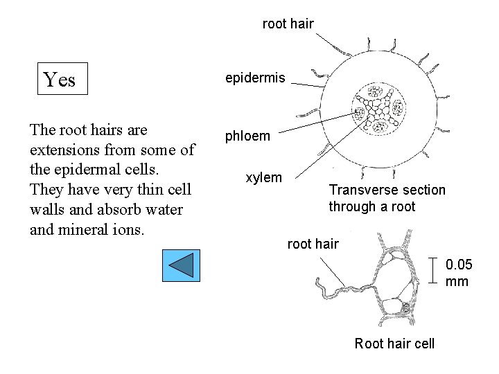 root hair Yes The root hairs are extensions from some of the epidermal cells.