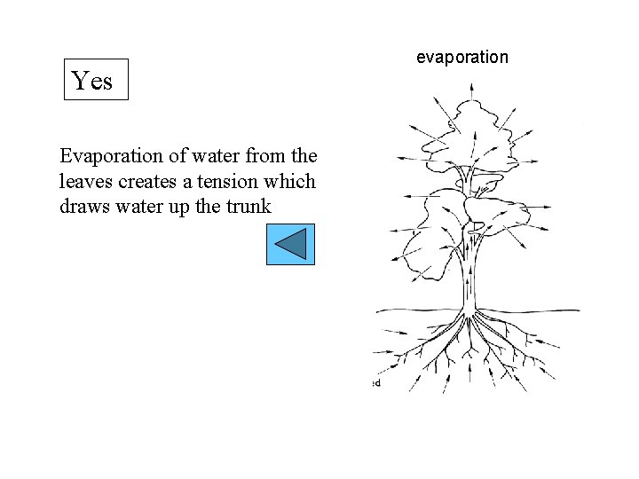 Yes Evaporation of water from the leaves creates a tension which draws water up