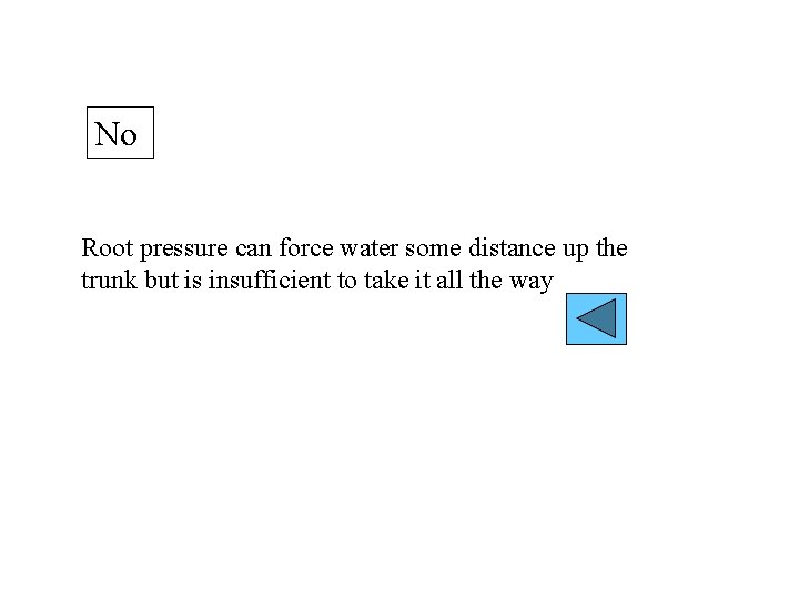 No Root pressure can force water some distance up the trunk but is insufficient