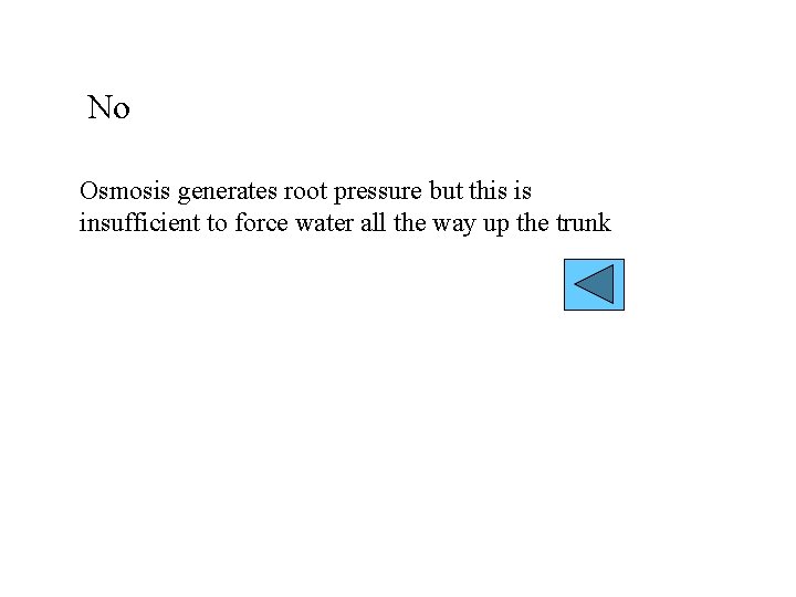 No Osmosis generates root pressure but this is insufficient to force water all the