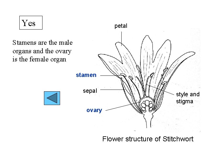 Yes petal Stamens are the male organs and the ovary is the female organ