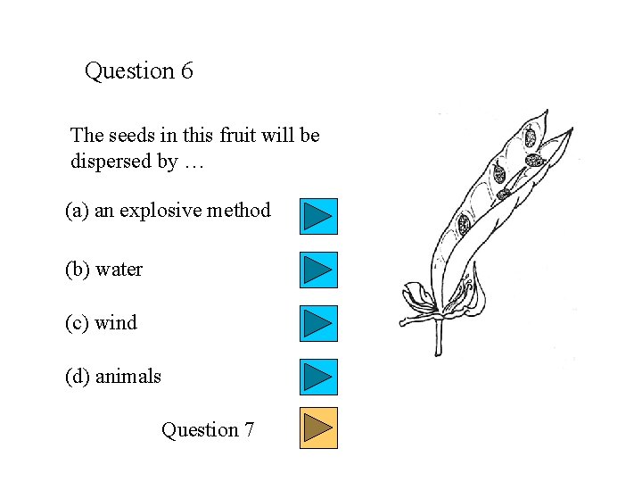 Question 6 The seeds in this fruit will be dispersed by … (a) an